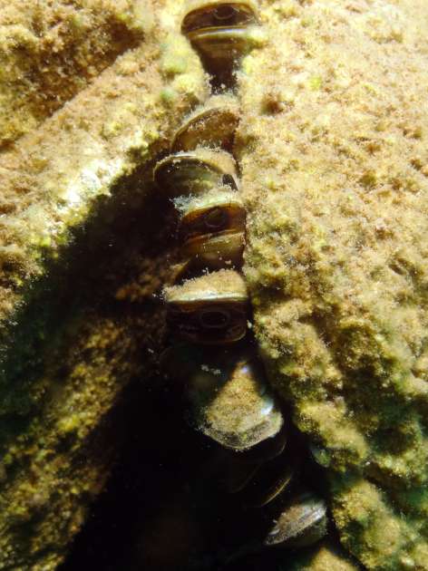 Zebra Mussels