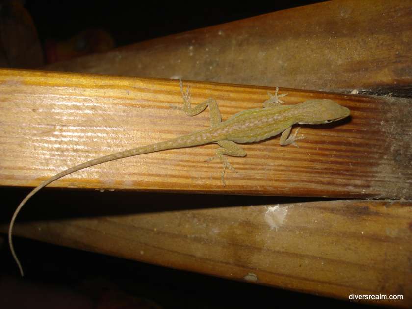 2011 - Florida