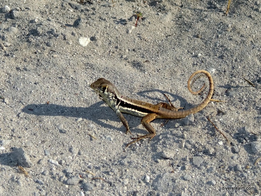 2016 - Turks and Caicos