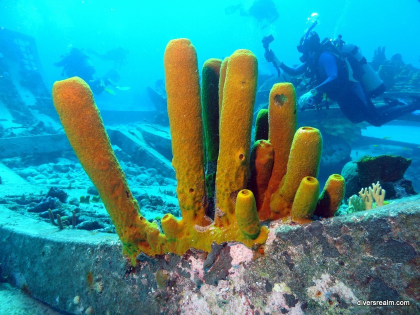 2016 - Turks and Caicos