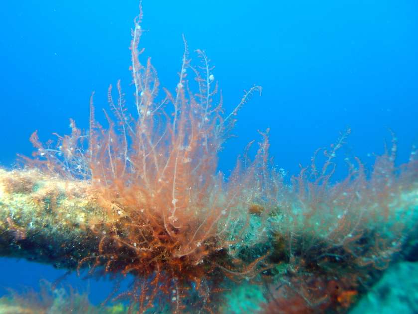 2019 - Wreck of the Captain Keith Tibbetts - Russian Frigate 356