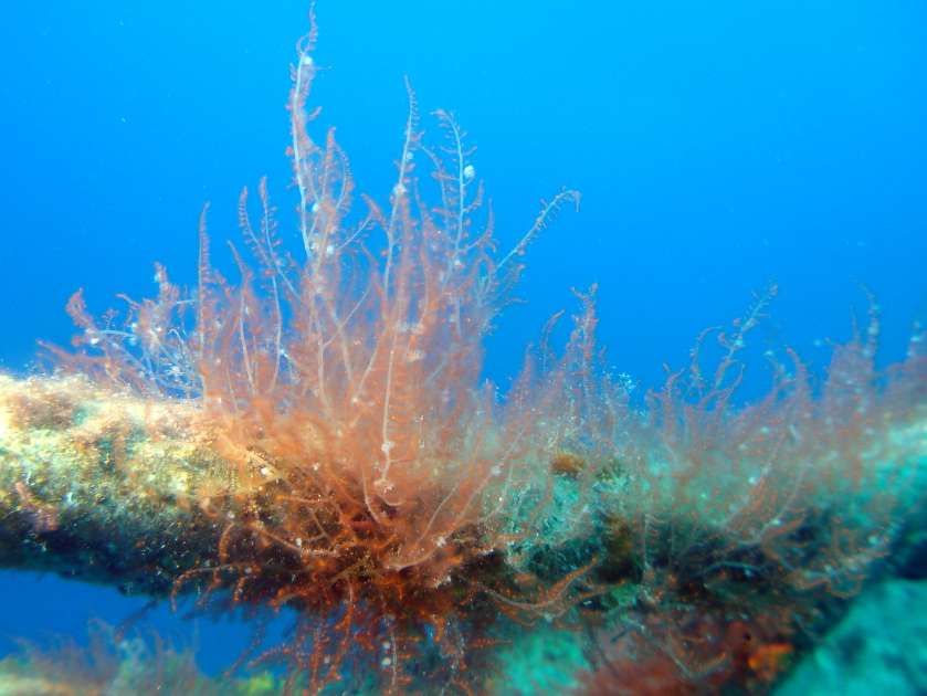 2019 - Wreck of the Captain Keith Tibbetts - Russian Frigate 356