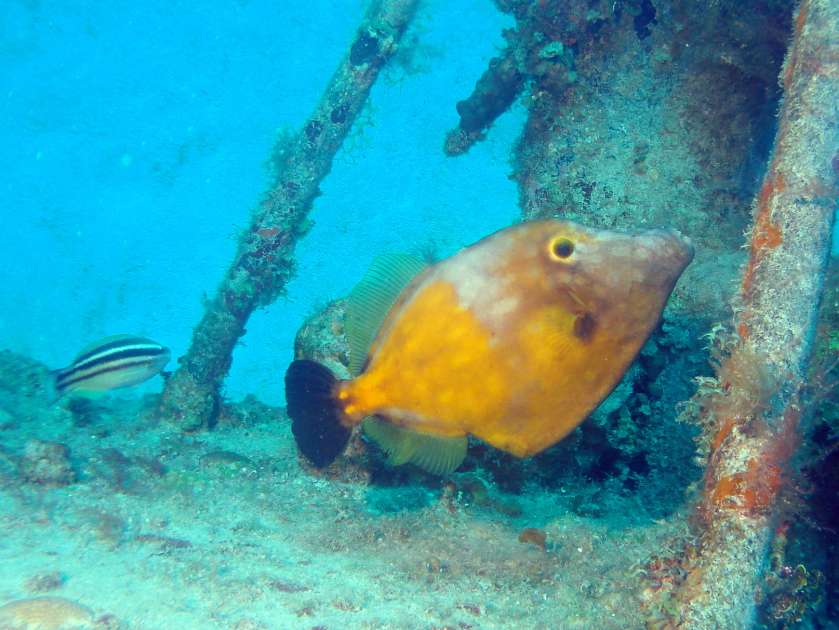 2019 - Wreck of the Captain Keith Tibbetts - Russian Frigate 356