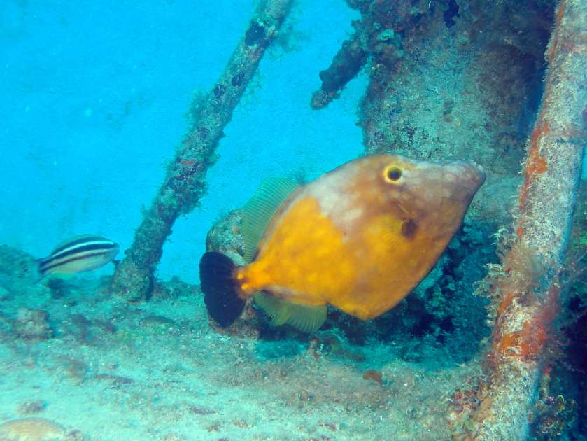 2019 - Wreck of the Captain Keith Tibbetts - Russian Frigate 356