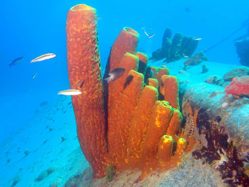 2019 - Wreck of the Captain Keith Tibbetts - Russian Frigate 356