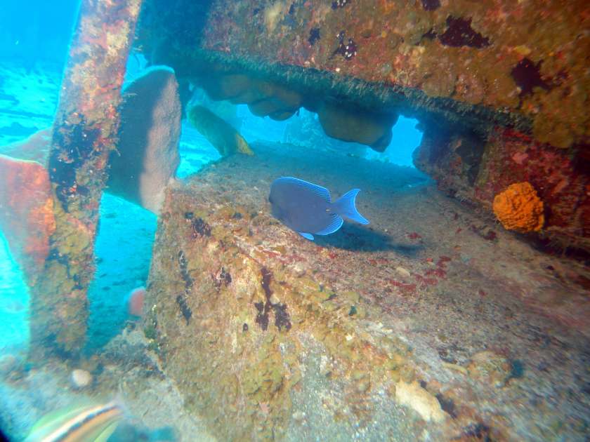 2019 - Wreck of the Captain Keith Tibbetts - Russian Frigate 356