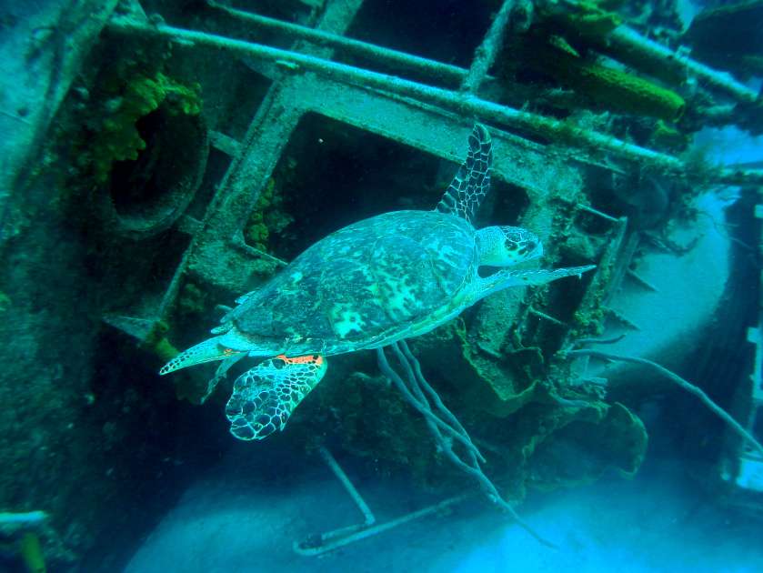 2019 - Wreck of the Captain Keith Tibbetts - Russian Frigate 356