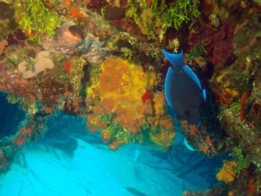 2019 - Wreck of the Captain Keith Tibbetts - Russian Frigate 356