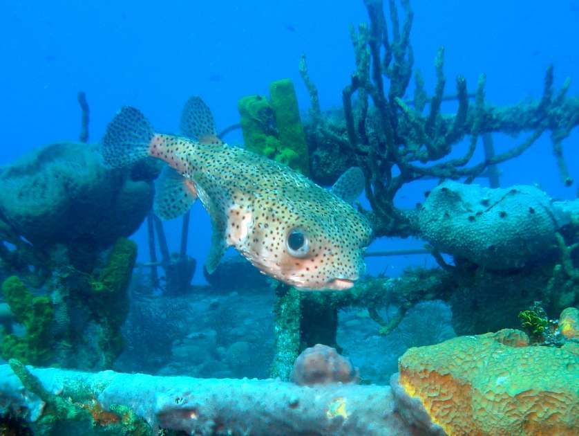 2019 - Wreck of the Captain Keith Tibbetts - Russian Frigate 356