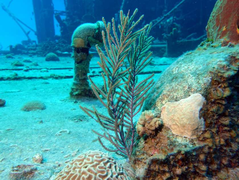 2019 - Wreck of the Captain Keith Tibbetts - Russian Frigate 356