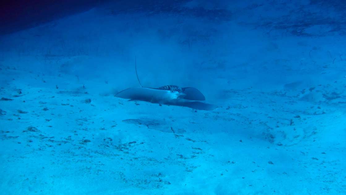 2019 - Wreck of the Captain Keith Tibbetts - Russian Frigate 356