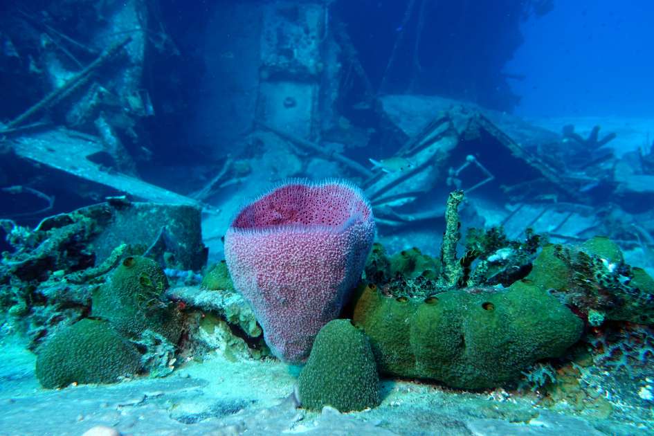 2019 - Wreck of the Captain Keith Tibbetts - Russian Frigate 356