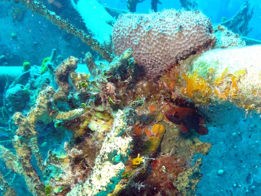 2019 - Wreck of the Captain Keith Tibbetts - Russian Frigate 356