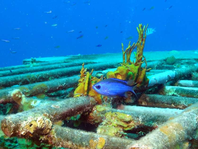 2019 - Wreck of the Captain Keith Tibbetts - Russian Frigate 356